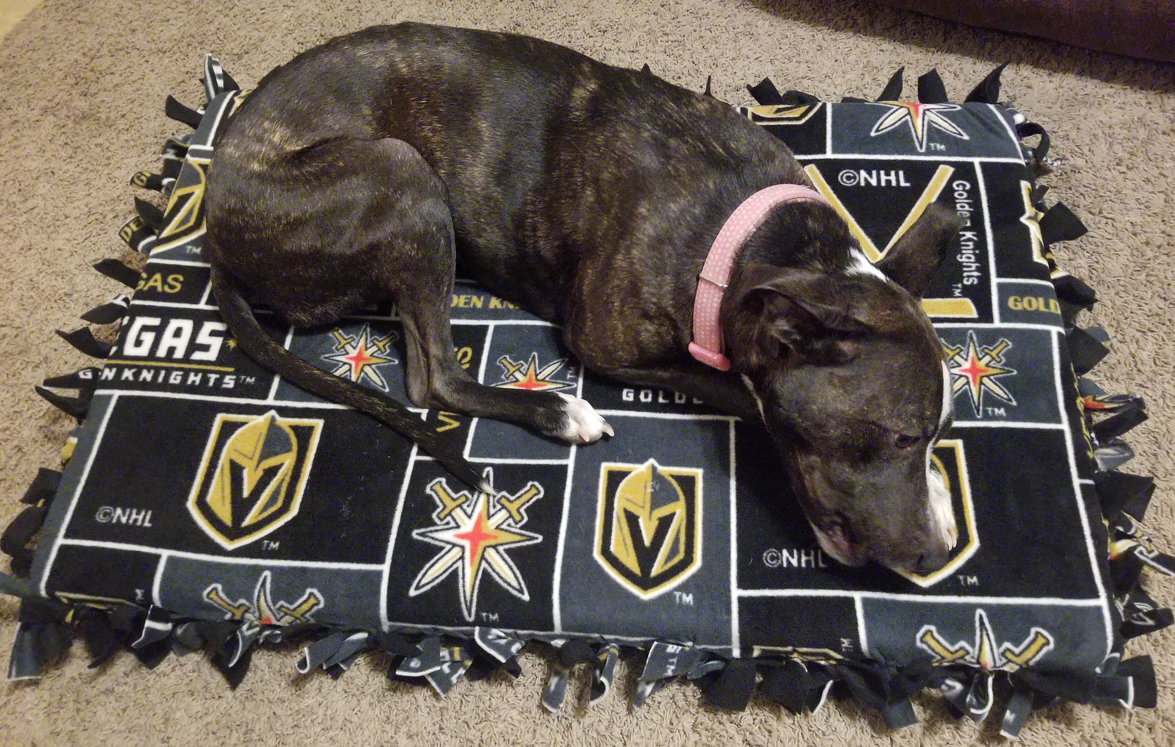 Vegas Golden Knights No Sew Pet Bed